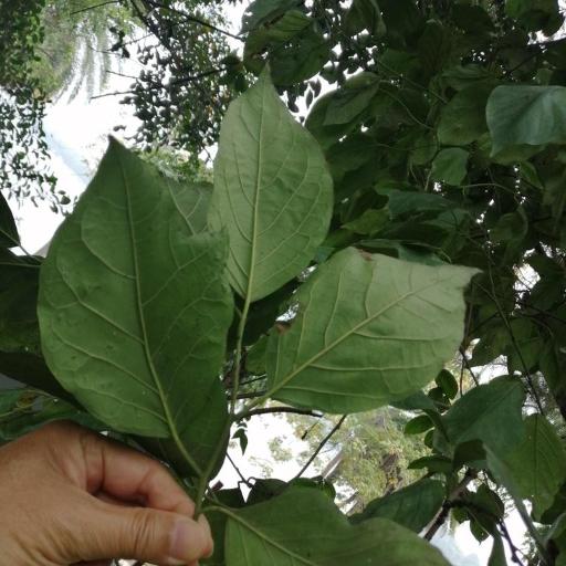 Ehretia resinosa — search result for 'Ehretia'