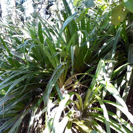 Astelia hastata — houseplant care guide