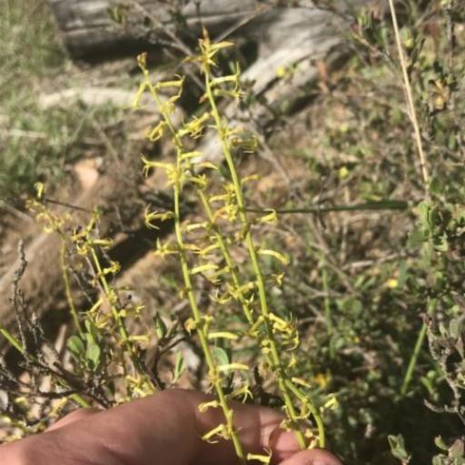 Stackhousia viminea other