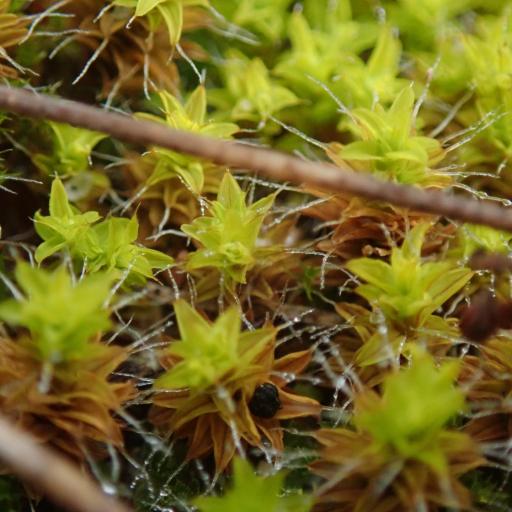 Syntrichia princeps — related species from the same genus