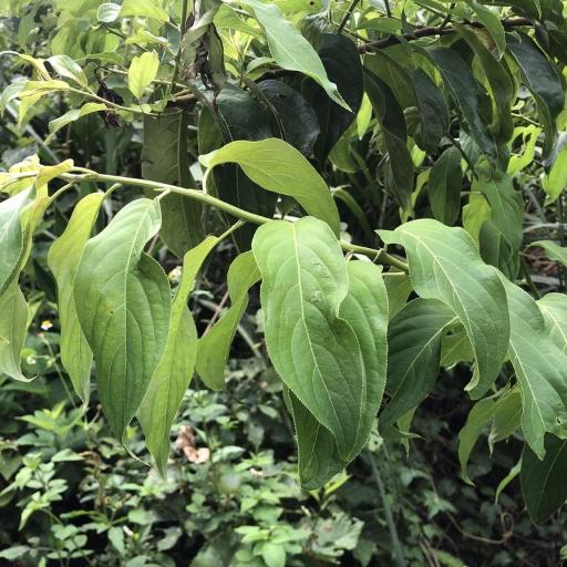 Stachyurus himalaicus — related species from the same genus