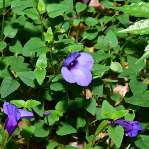 Torenia concolor other