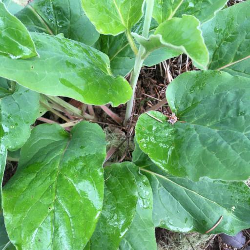 Adelinia grande other