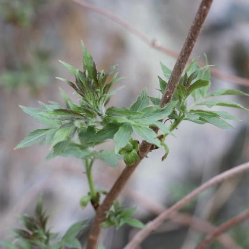 Sambucus sibirica other