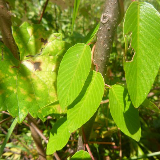 Berchemia scandens other