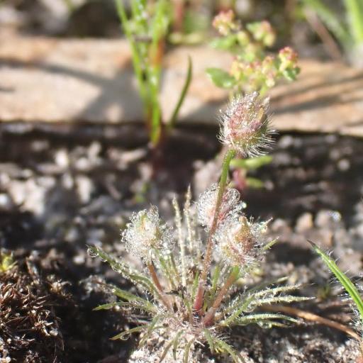 Centrolepis strigosa other