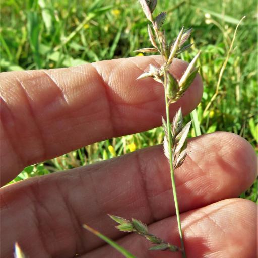 Eragrostis secundiflora other