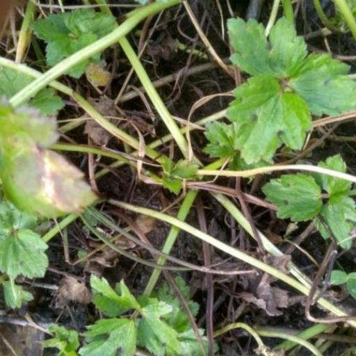 Ranunculus lappaceus — search result for 'Perennial or annual herb'