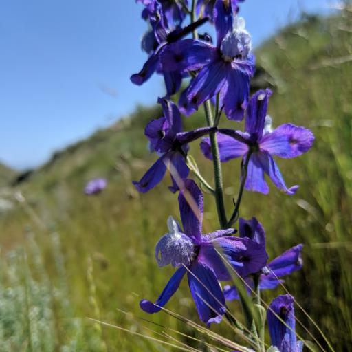 Delphinium parryi — houseplant care guide