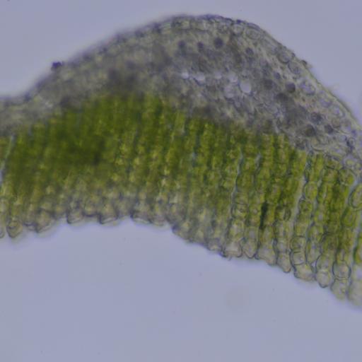 Polytrichum commune other