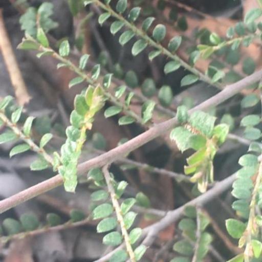 Bossiaea buxifolia — related species from the same genus