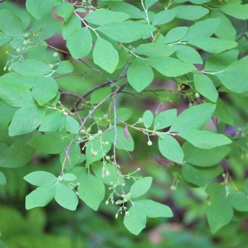 Gaylussacia frondosa — search result for 'Gaultheria'