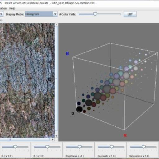 Euroschinus falcatus other