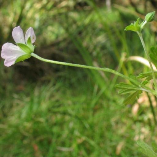 Geranium potentilloides — search result for 'Geraniaceae'