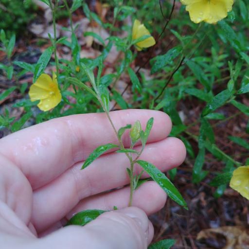 Crocanthemum canadense other