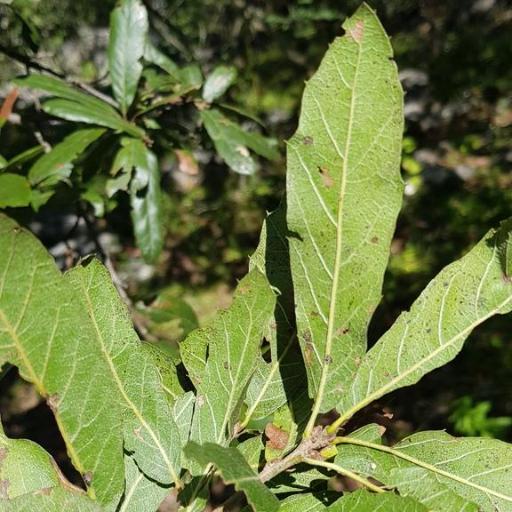 Quercus castanea — search result for 'Castanea'