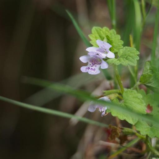 Glechoma grandis other