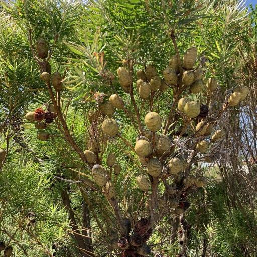 Leucadendron salicifolium — search result for 'Leucadendron'