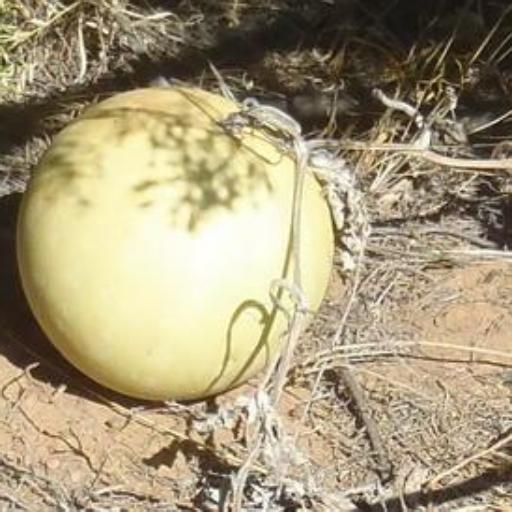 Citrullus amarus other