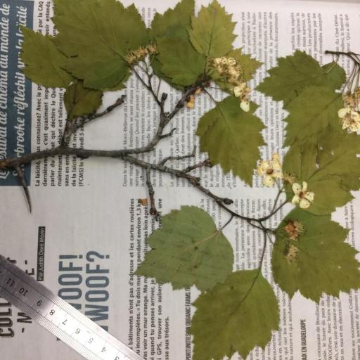 Crataegus schuettei other