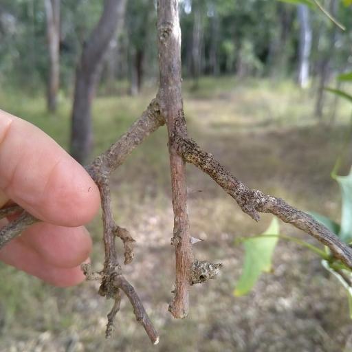 Erythrina vespertilio — search result for 'Erythrina'