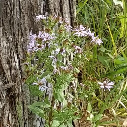Symphyotrichum elliottii other