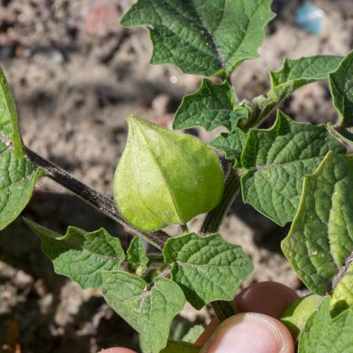 Physalis grisea other