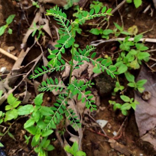 Phyllanthus debilis other