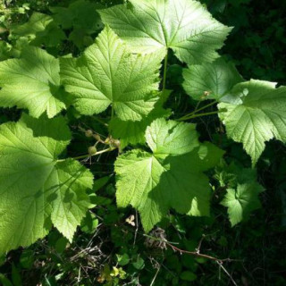 Rubus nutkanus