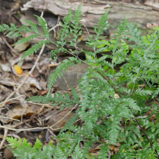 Pteris macilenta other