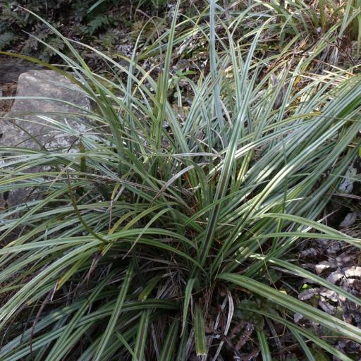 Astelia nervosa — houseplant care guide