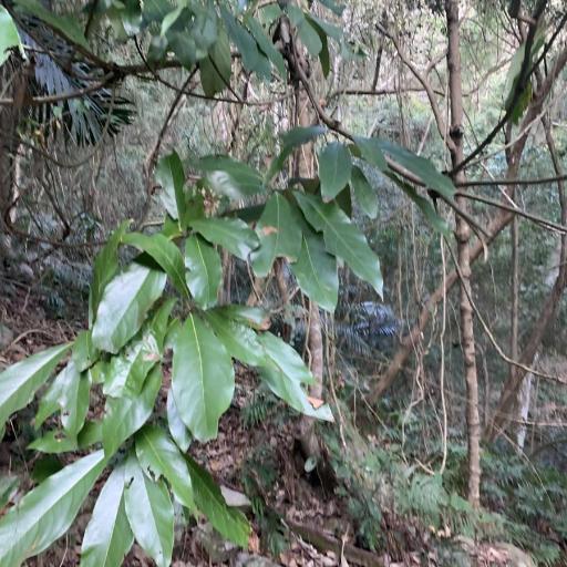 Lindera megaphylla other