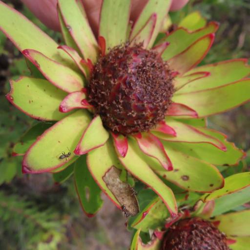 Leucadendron elimense — related species from the same genus