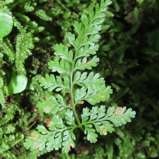 Davallia griffithiana — search result for 'Davallia'