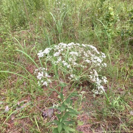 Eupatorium semiserratum other