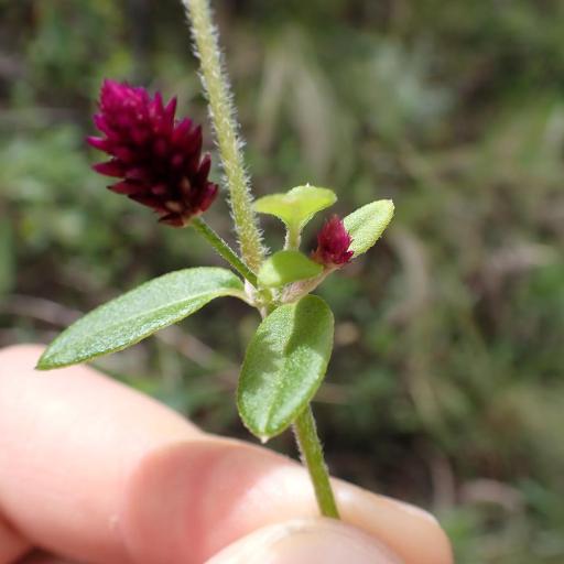 Alternanthera porrigens other