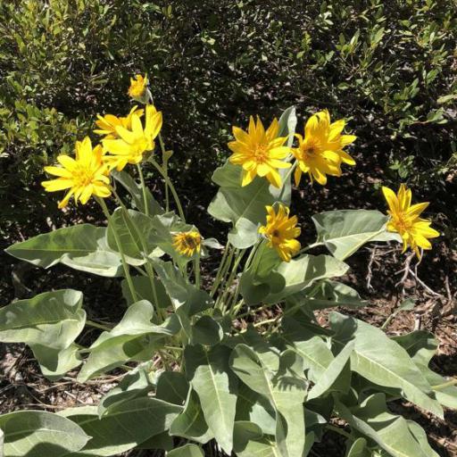 Wyethia sagittata — houseplant care guide