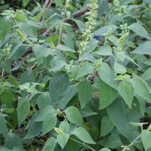 Salvia mexicana other
