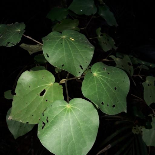 Piper excelsum other