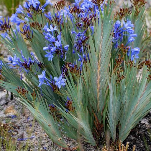 Nivenia stokoei other