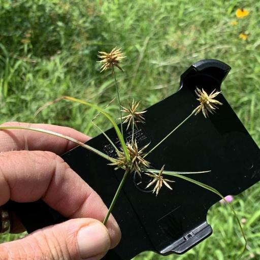 Cyperus retroflexus — houseplant care guide