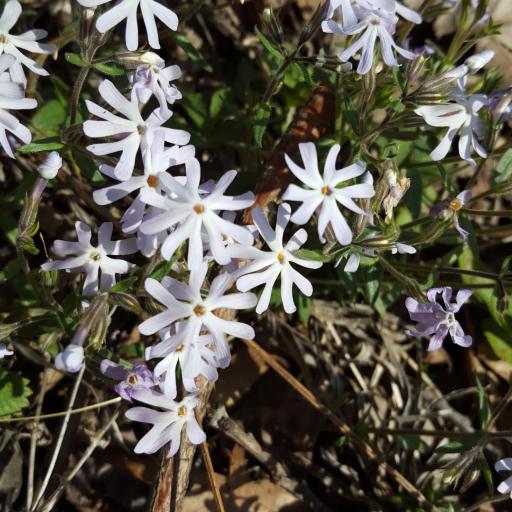 Phlox bifida other
