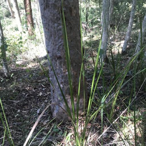 Gymnostachys anceps other