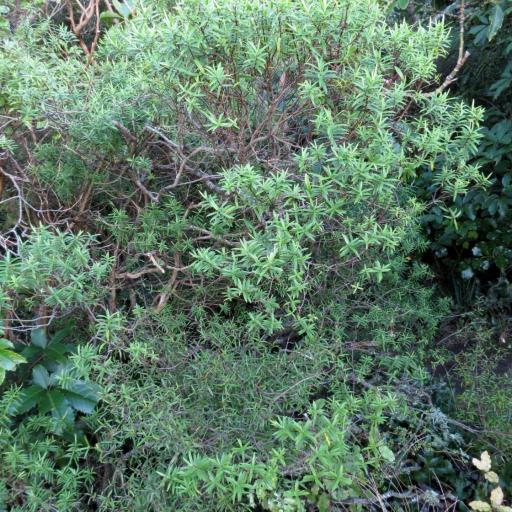 Veronica strictissima other