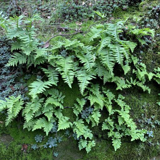 Polypodium calirhiza — search result for 'Glycyrrhiza'