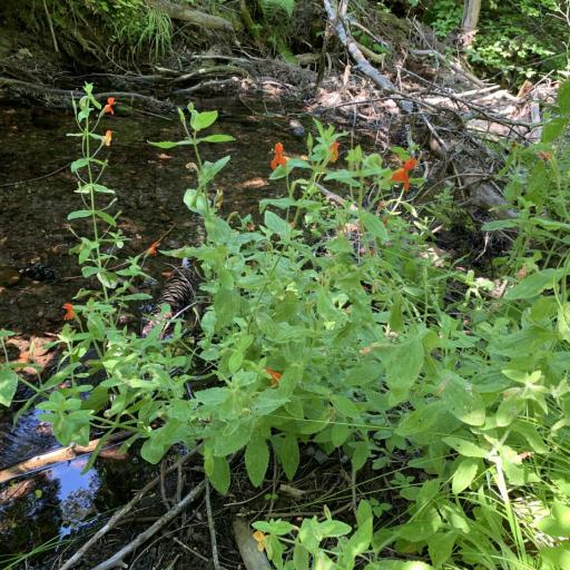 Erythranthe cardinalis other