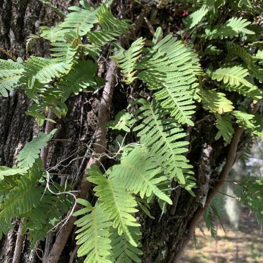 Pleopeltis michauxiana other