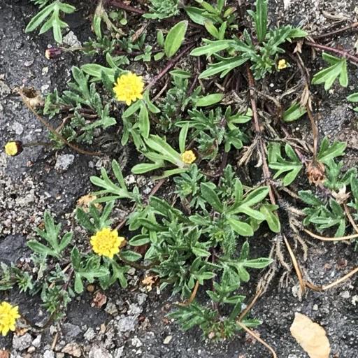 Tridax coronopifolia other