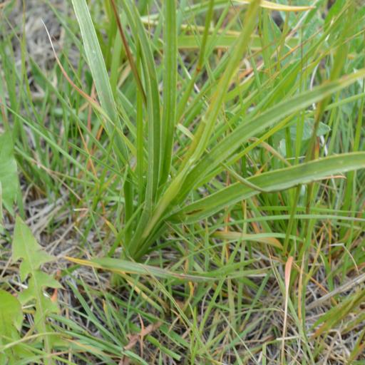 Toxicoscordion venenosum other