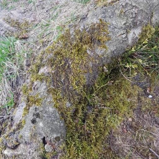 Brachythecium rutabulum other